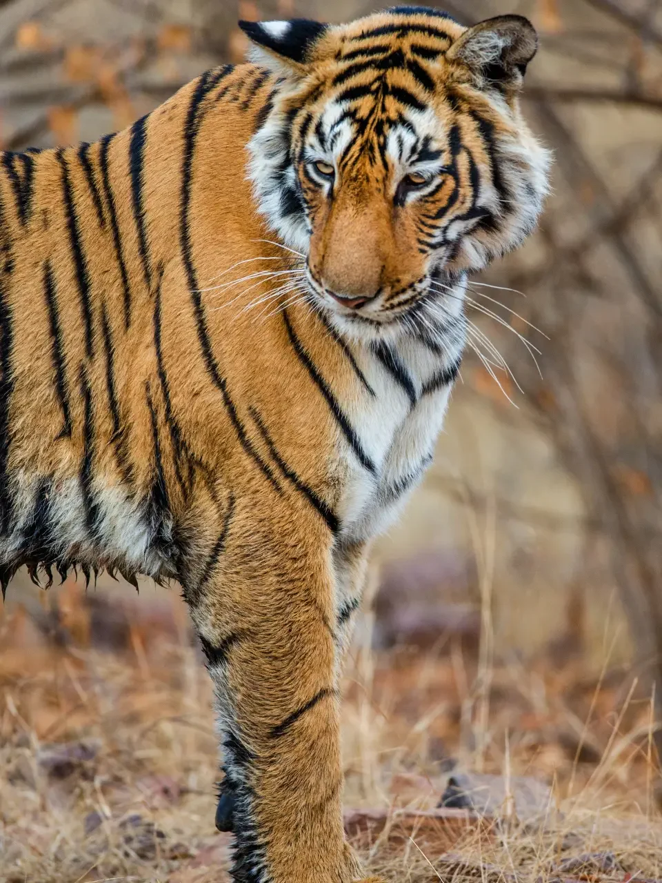India – Thailanda 7