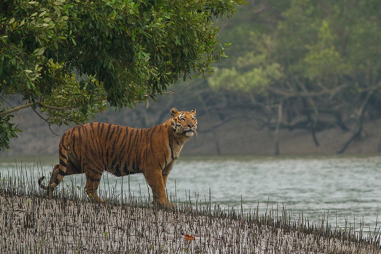 Descoperă Bangladesh – Turul Signature Avangarde 7