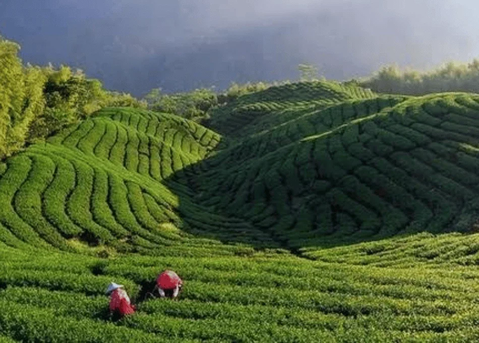 Mountain Escape – Darjeeling 6