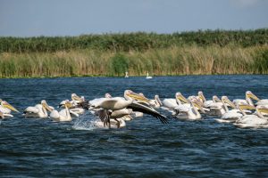 Pelican Delta Dunării