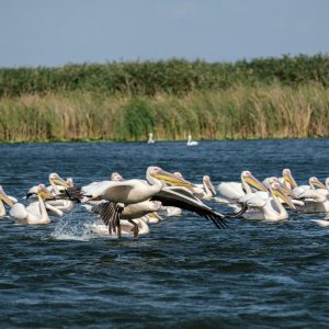 Pelican Delta Dunării