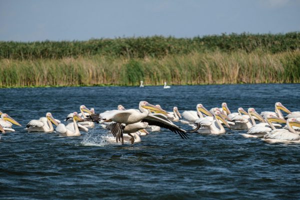 Pelican Delta Dunării